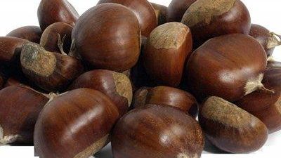 Châtaigne