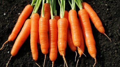 Carotte